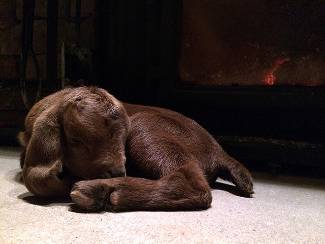 Riley naps on the hearth of our wood-burning stove. We lost Riley to illness a few months later, followed by his very best friend, Stella.